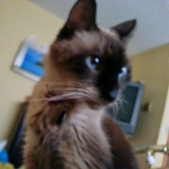 Meet your Posher, Shauna - Picture 1 of 1